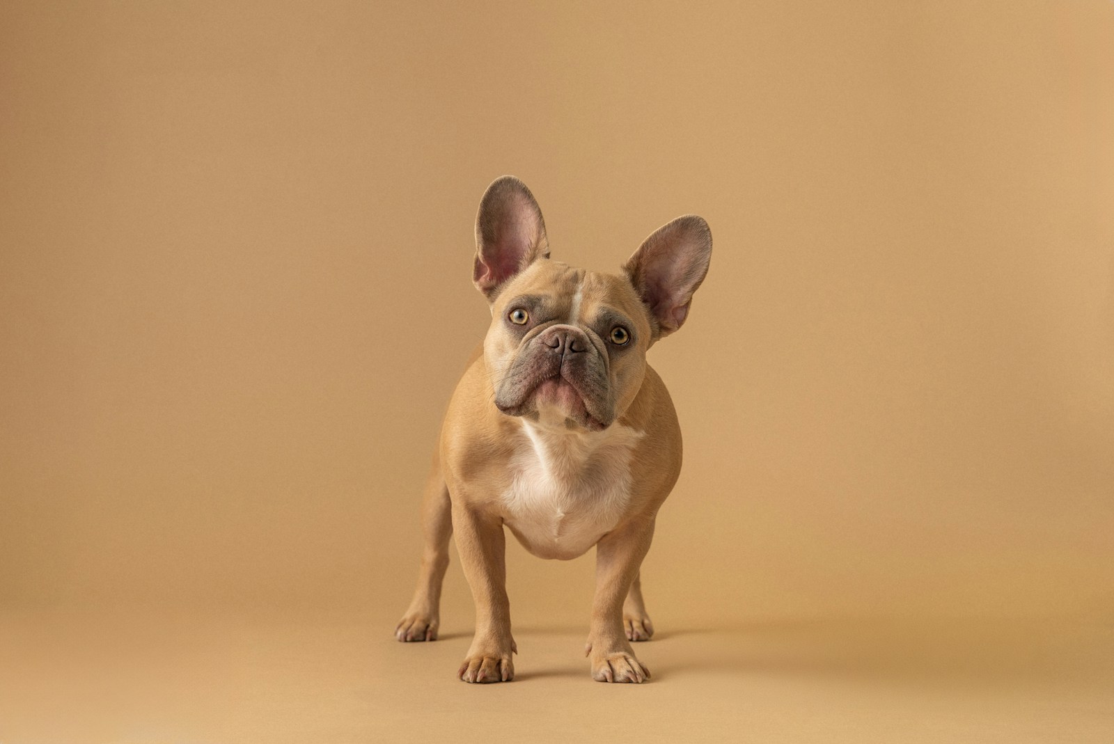 a small brown dog standing on top of a brown floor