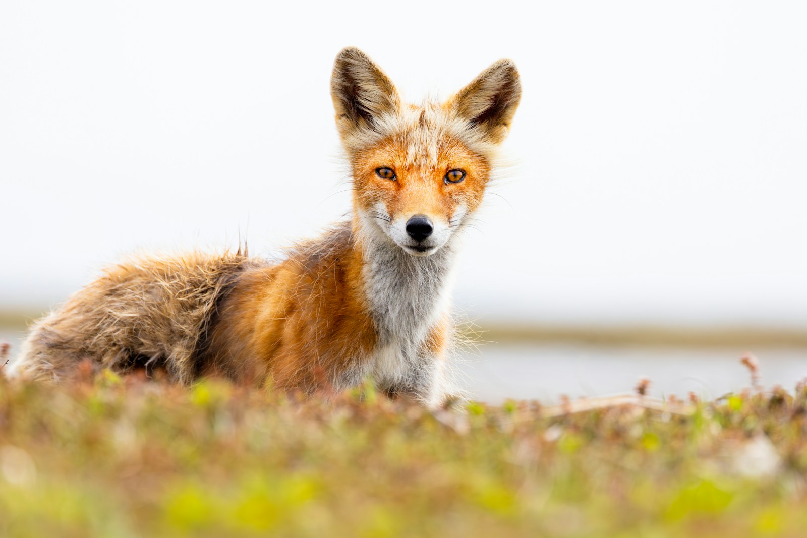 a red fox sitting on top of a grass covered field